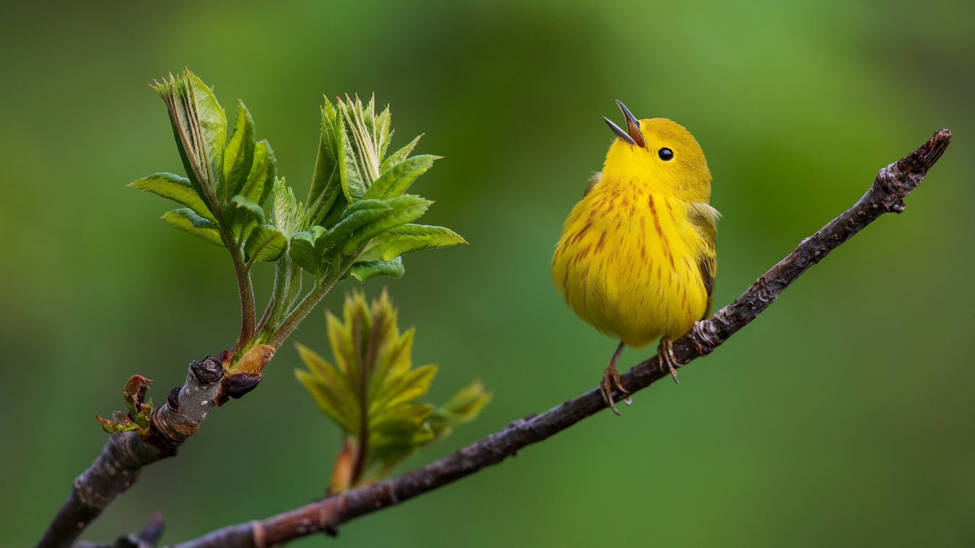 博卡后腰双人组合未能提供有效保护