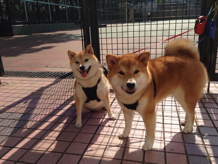 高位挡拆与低位单打的战术取舍,高位挡拆和低位挡拆