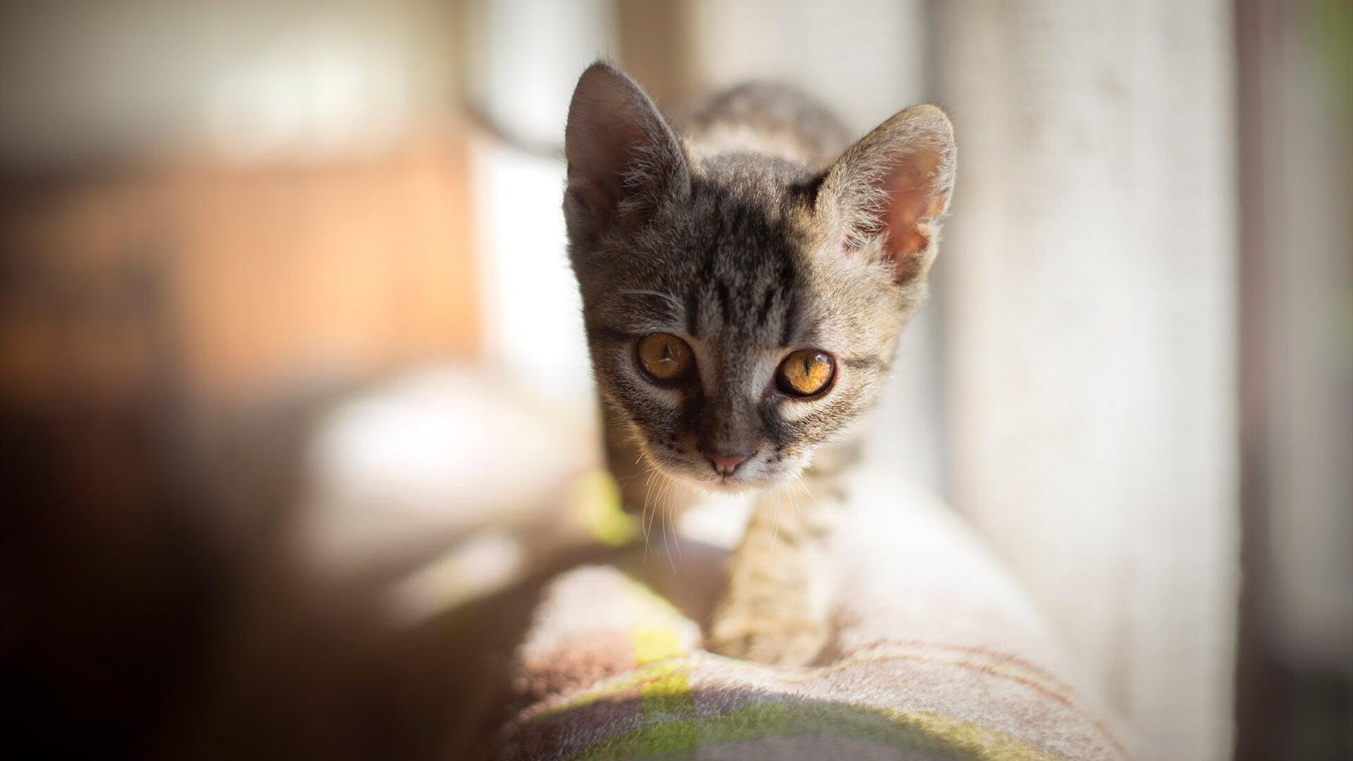 3x3国际赛热度飙升,城市街头变身比赛场,国际3v3