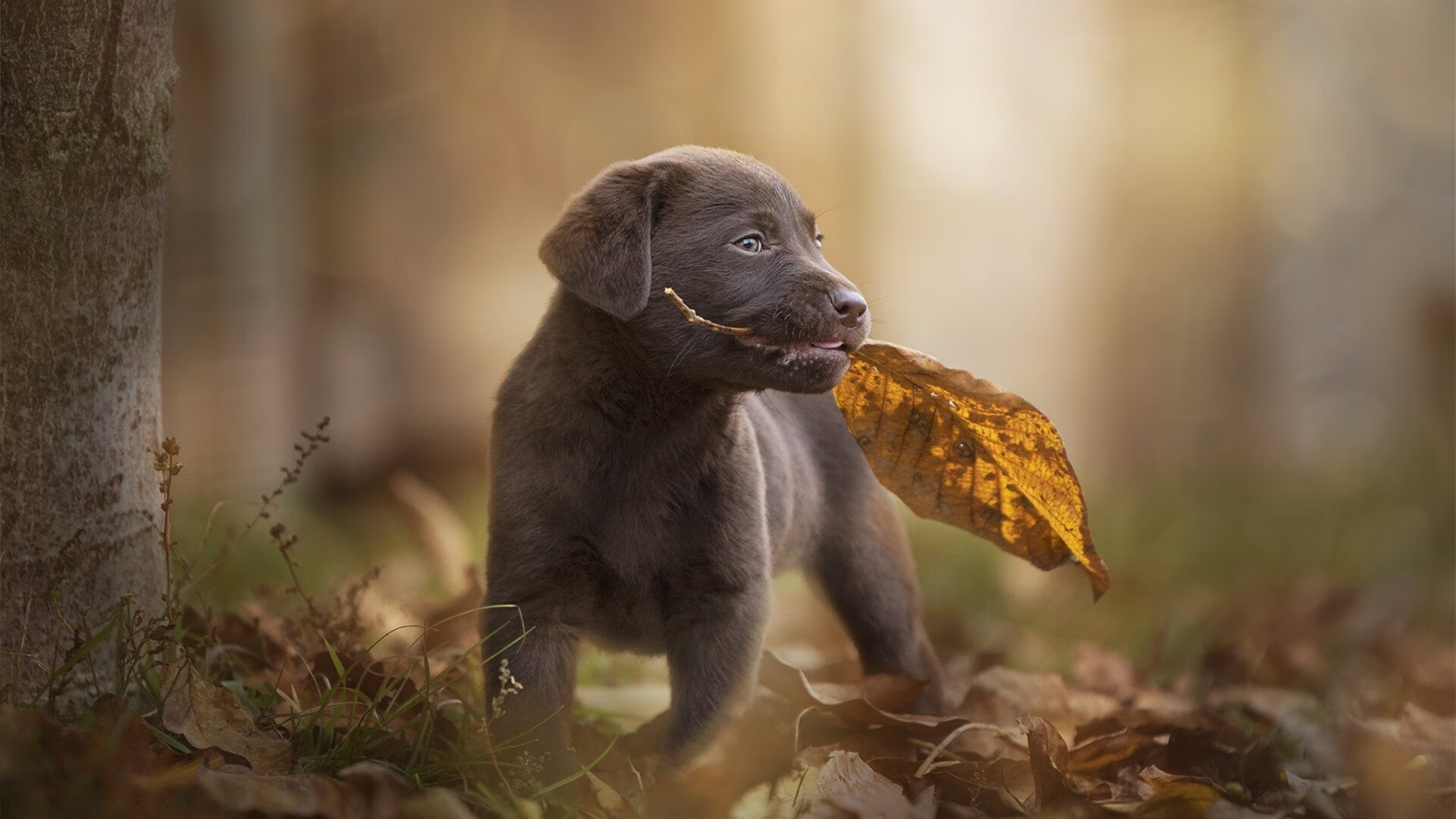 勇士组织模拟伤停情况下的轮换演练