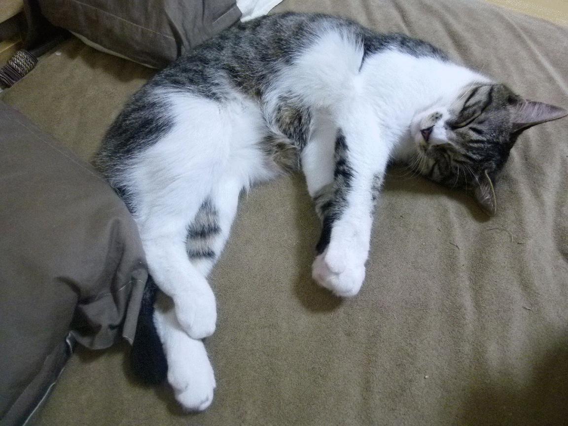 斯洛伐克男篮在欧洲大赛中奋勇争夺,勇追更高荣誉,斯洛伐克篮球国家队