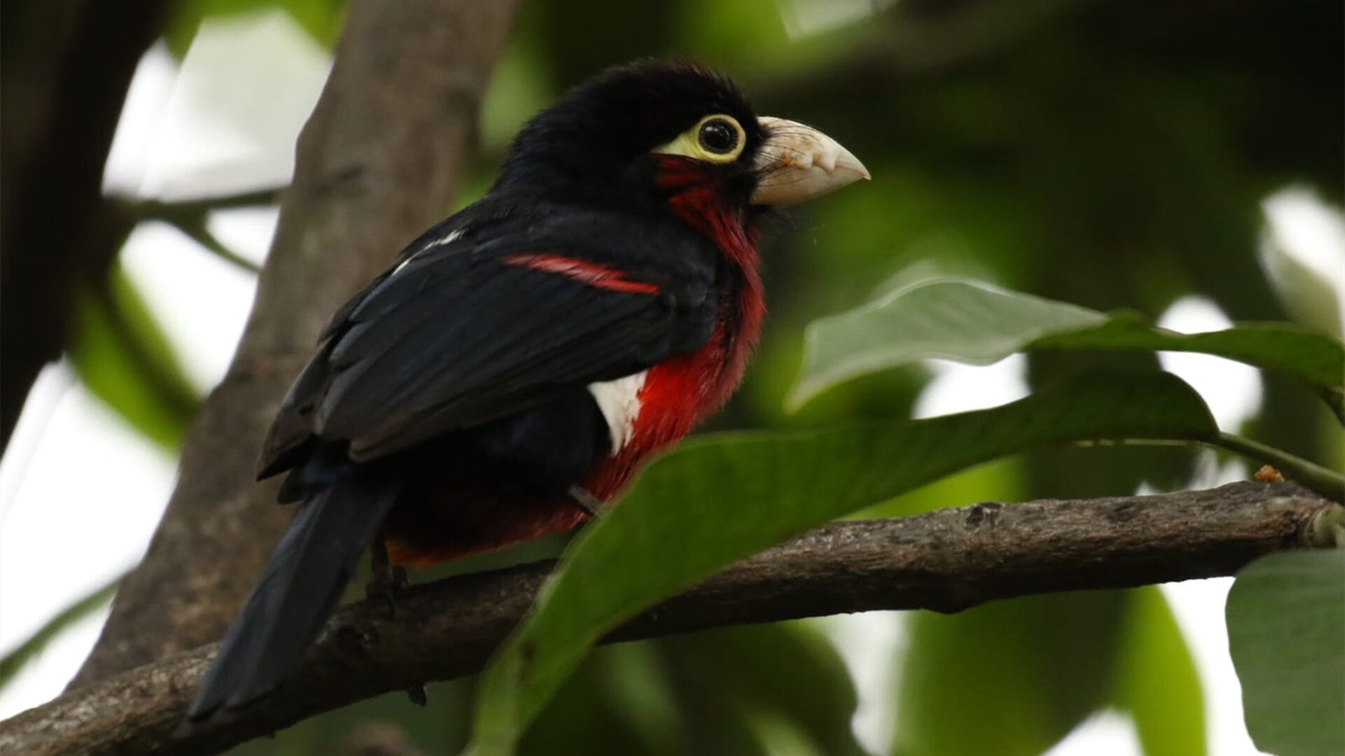 欧洲杯决战:点球大战里的生死瞬间,欧洲杯点球大战决赛
