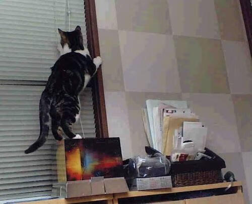 中国篮球裁判体系的标准化之路,中国篮球裁判体系的标准化之路有哪些